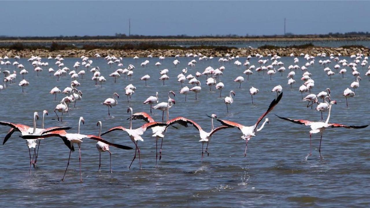 L'Hippocampe Lägenhet Sète Exteriör bild